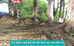 Tiếng kêu cứu của rừng lim nguyên sinh nghìn tuổi